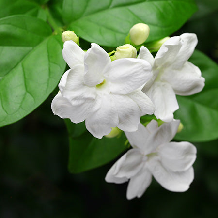 Jasmine