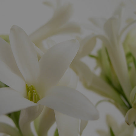 Tuberose